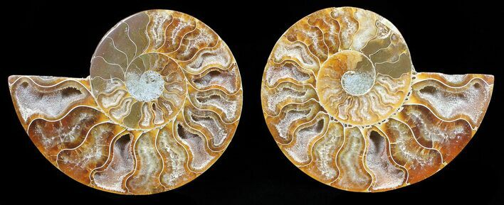 Polished Ammonite Pair - Agatized #56296
